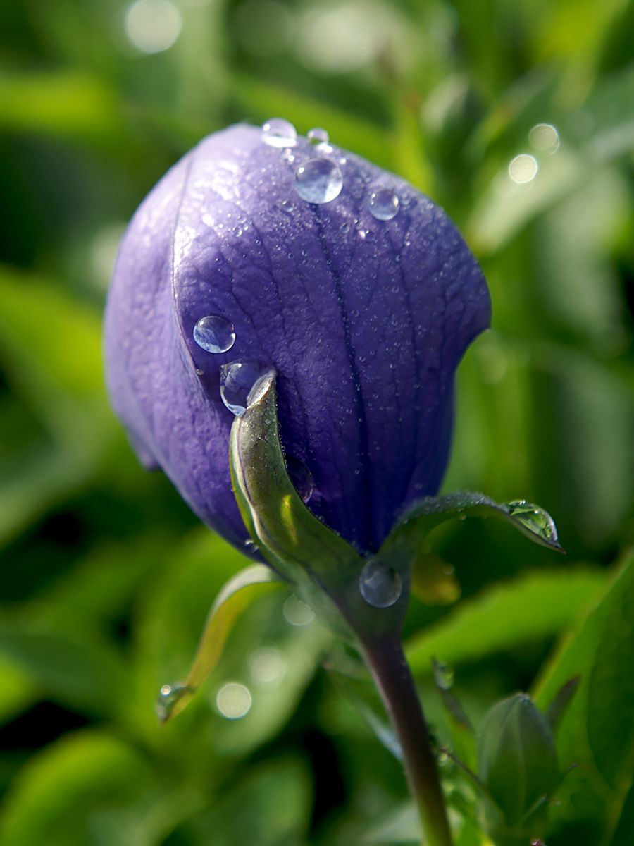 Ballonblume Mariesii