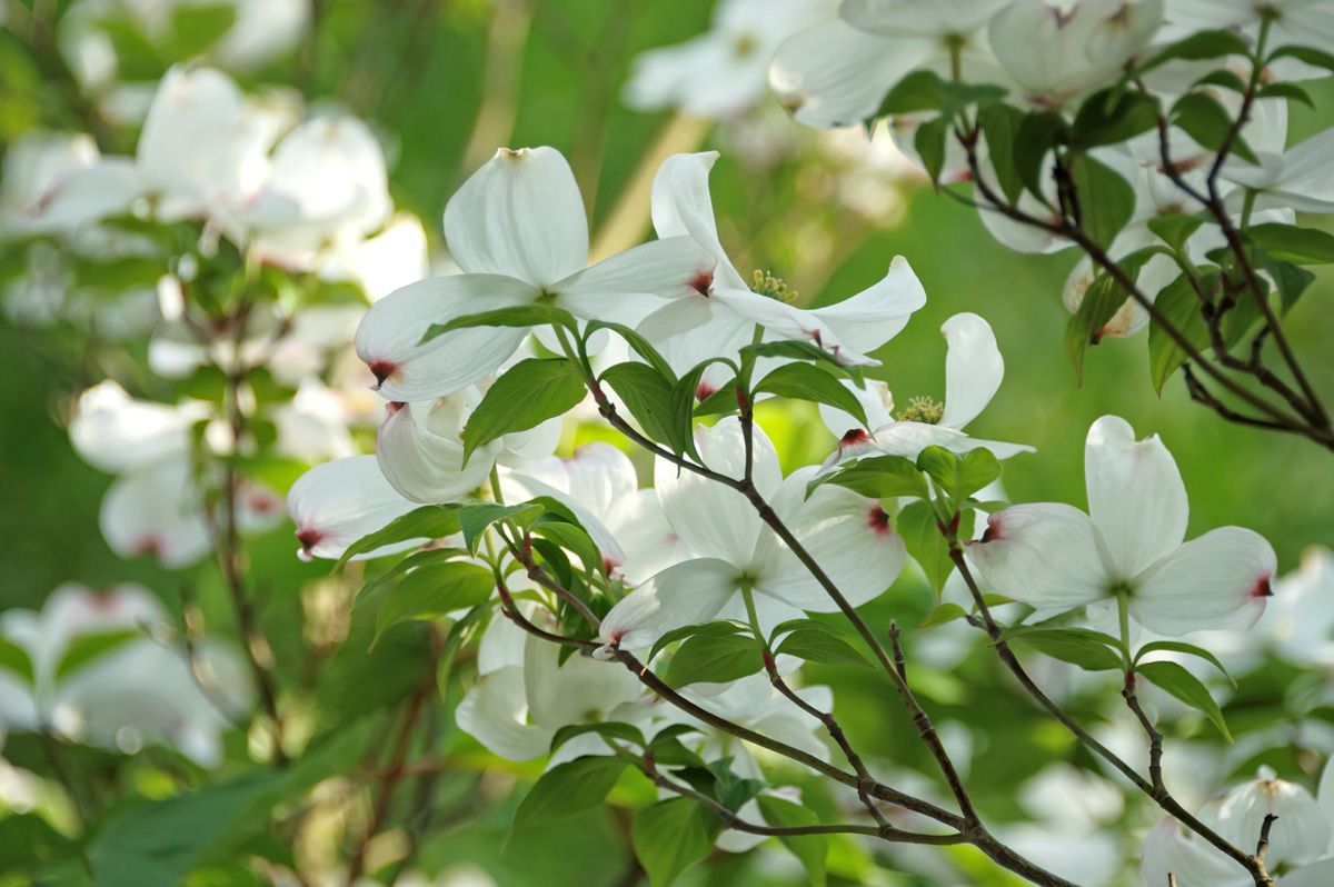 Amerikanischer Blumenhartriegel Amerikanischer Blumenhartriegel