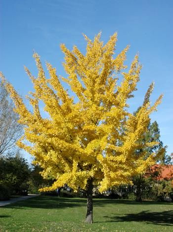 Mädchenhaarbaum