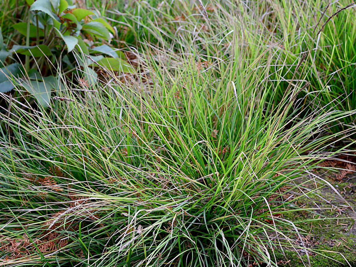 Herbstkopfgras