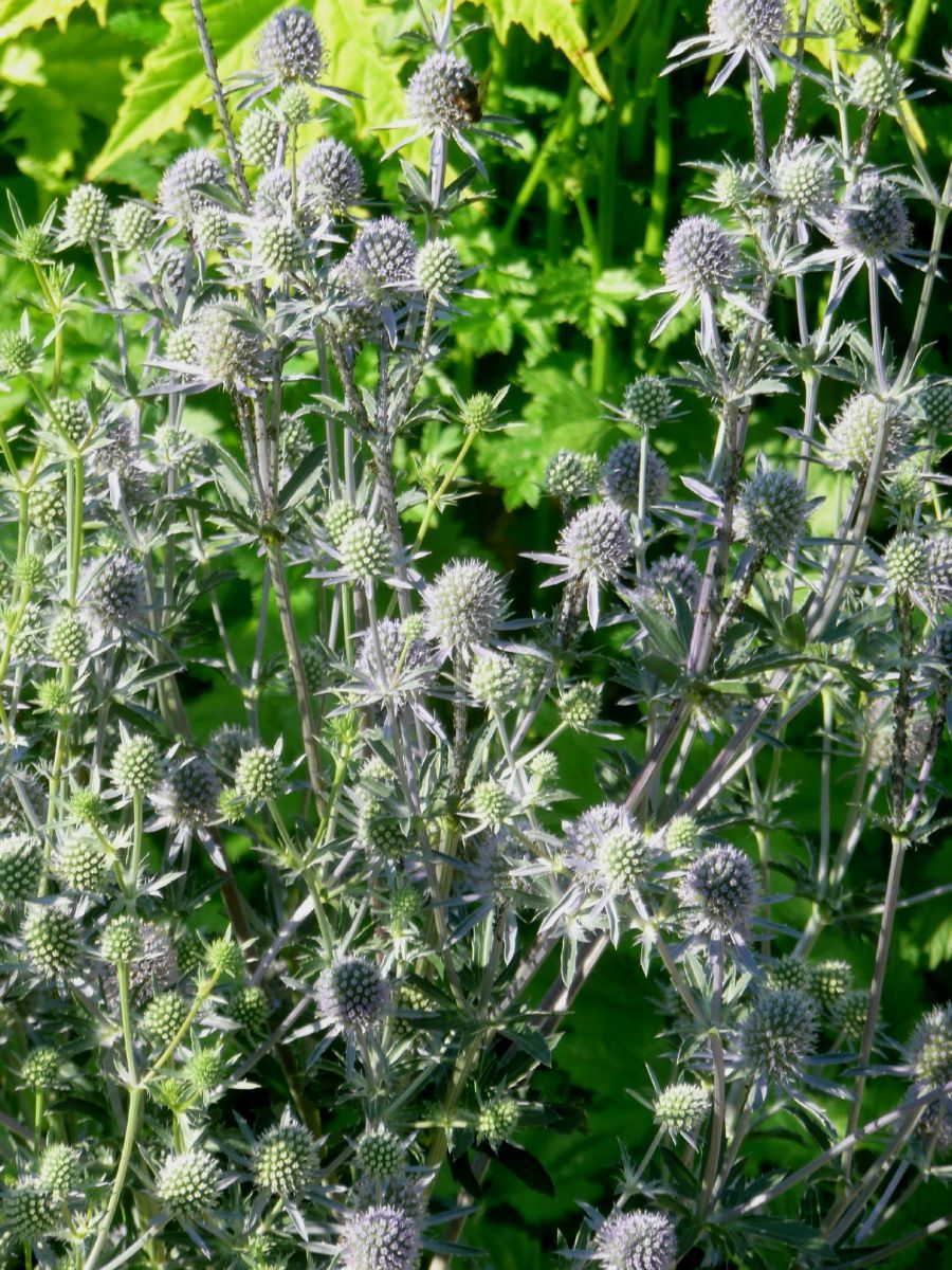 Edeldistel, Mannstreu Blaukappe
