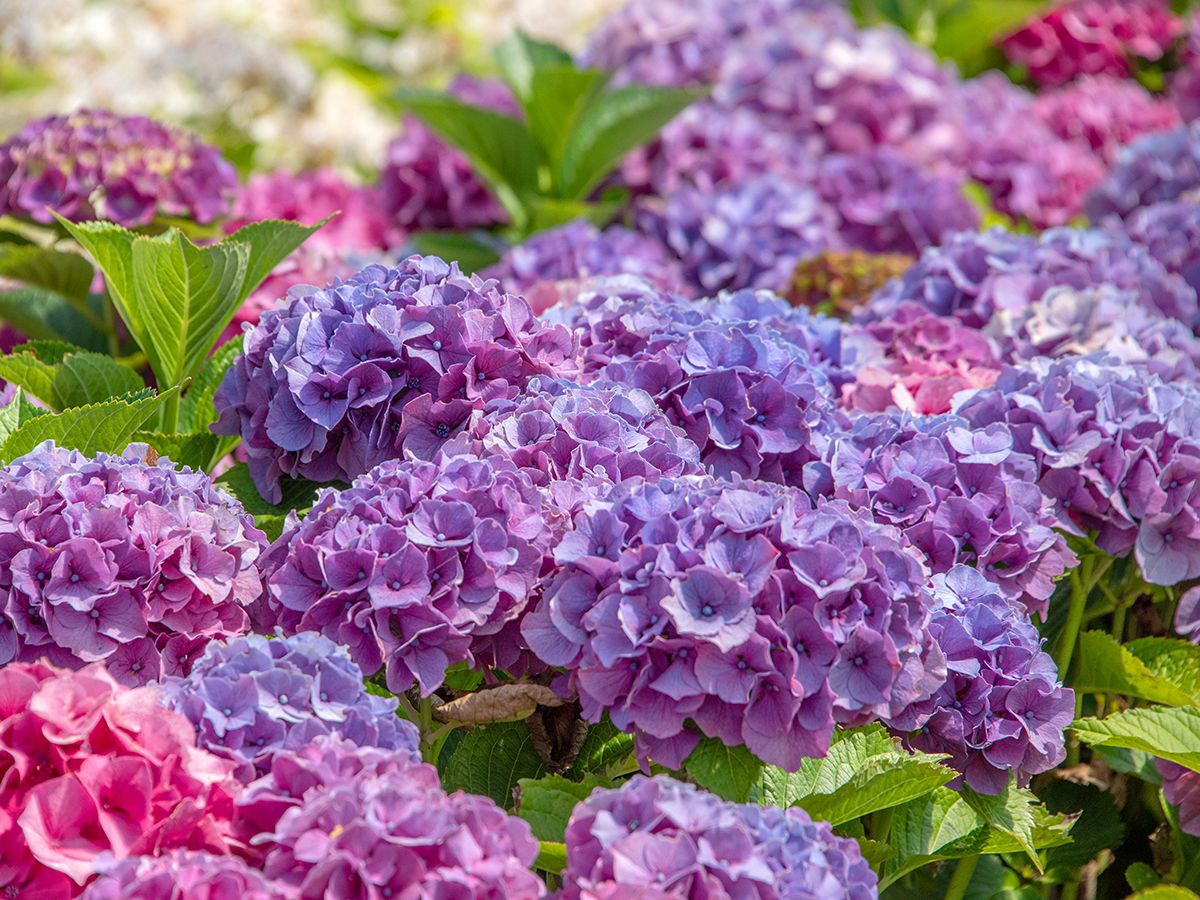 Gartenhortensie Schloss Wackerbarth