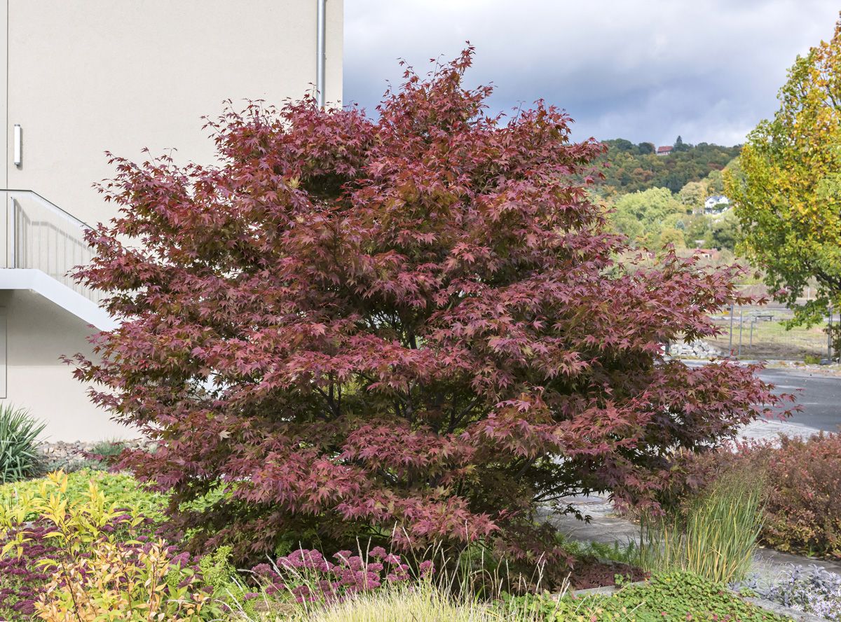 Rotblättriger Fächerahorn Atropurpureum