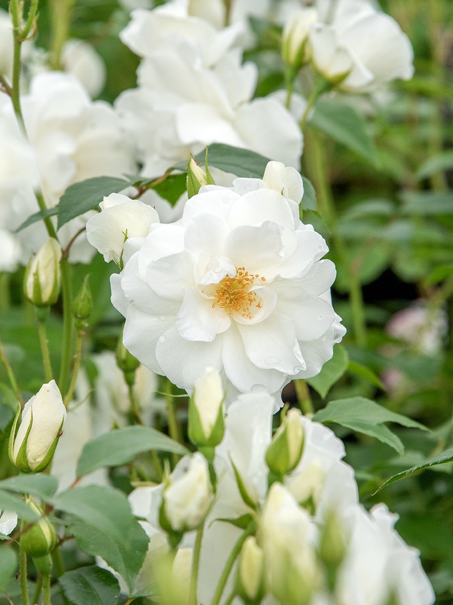 Schneewittchen® Strauchrose (öfter blühend, leichter Duft)