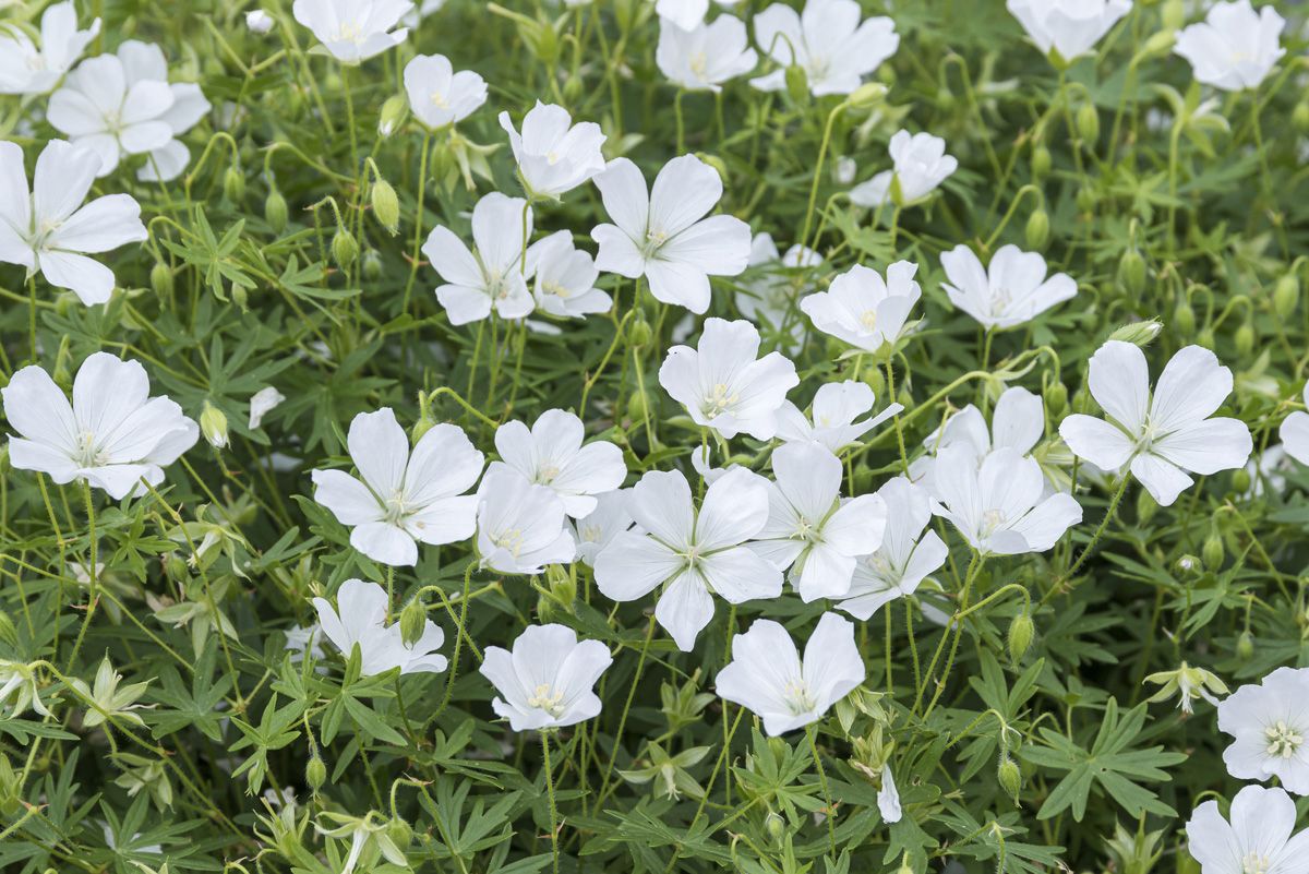 Blutstorchschnabel Album Blutstorchschnabel Album