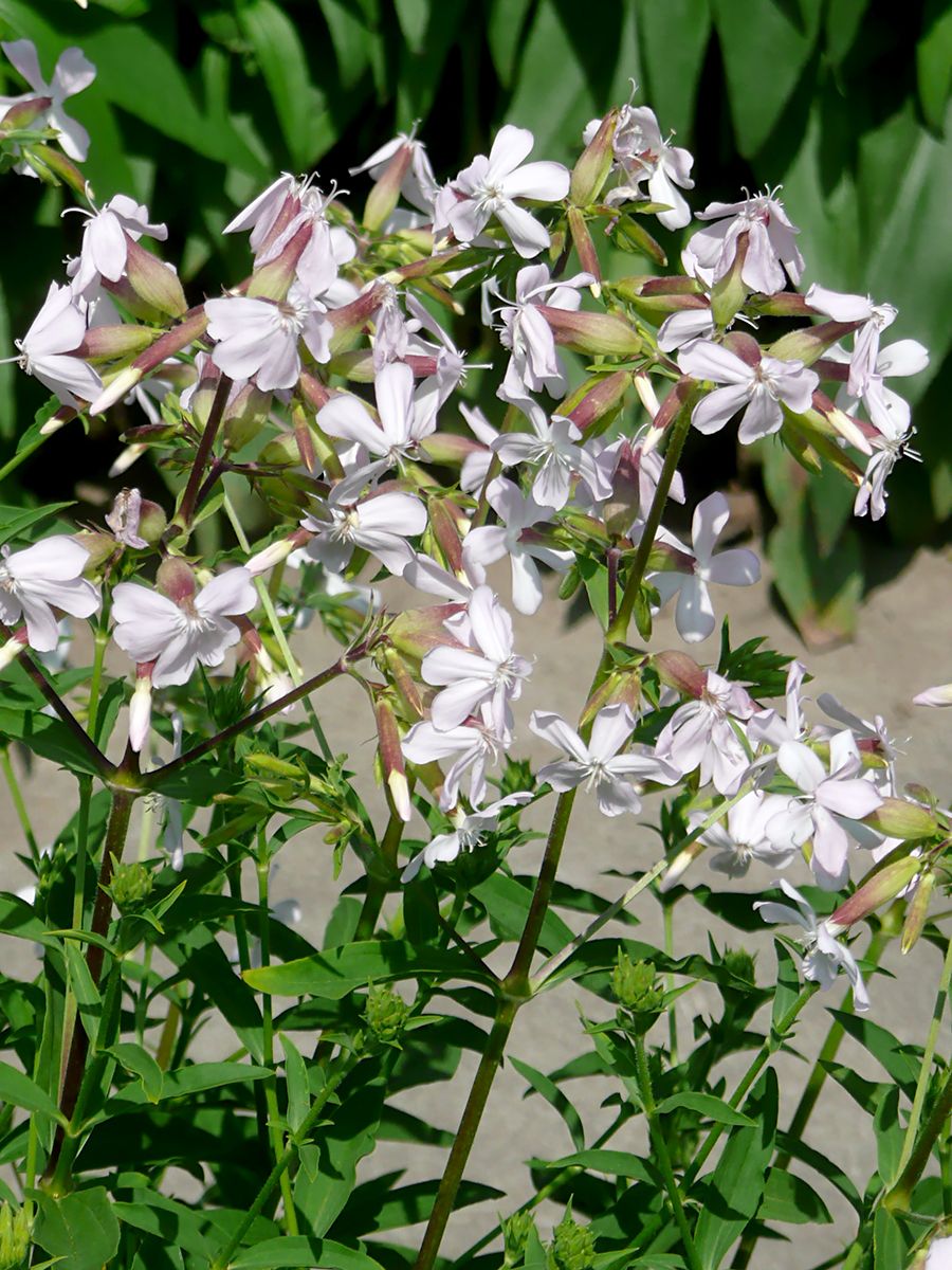 Gemeines Seifenkraut, Seifenwurz Gemeines Seifenkraut, Seifenwurz