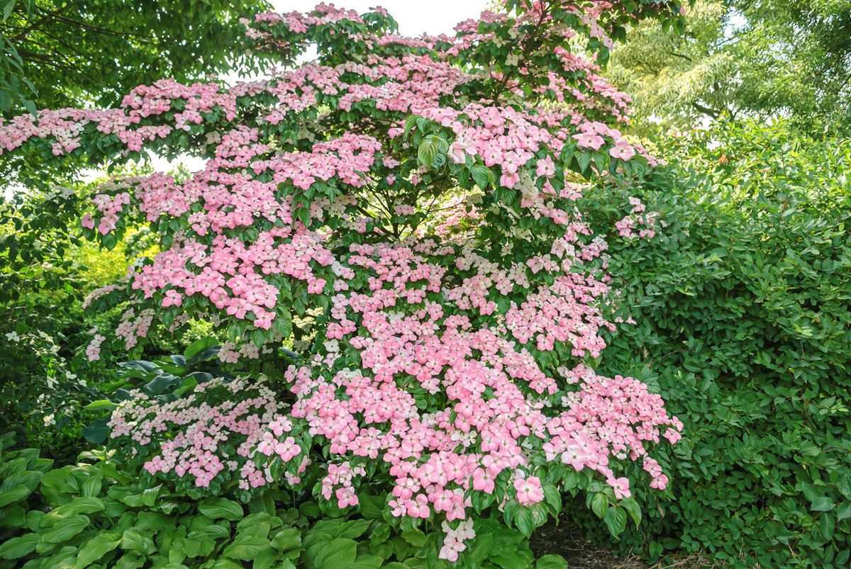 Japanischer Blumenhartriegel Satomi