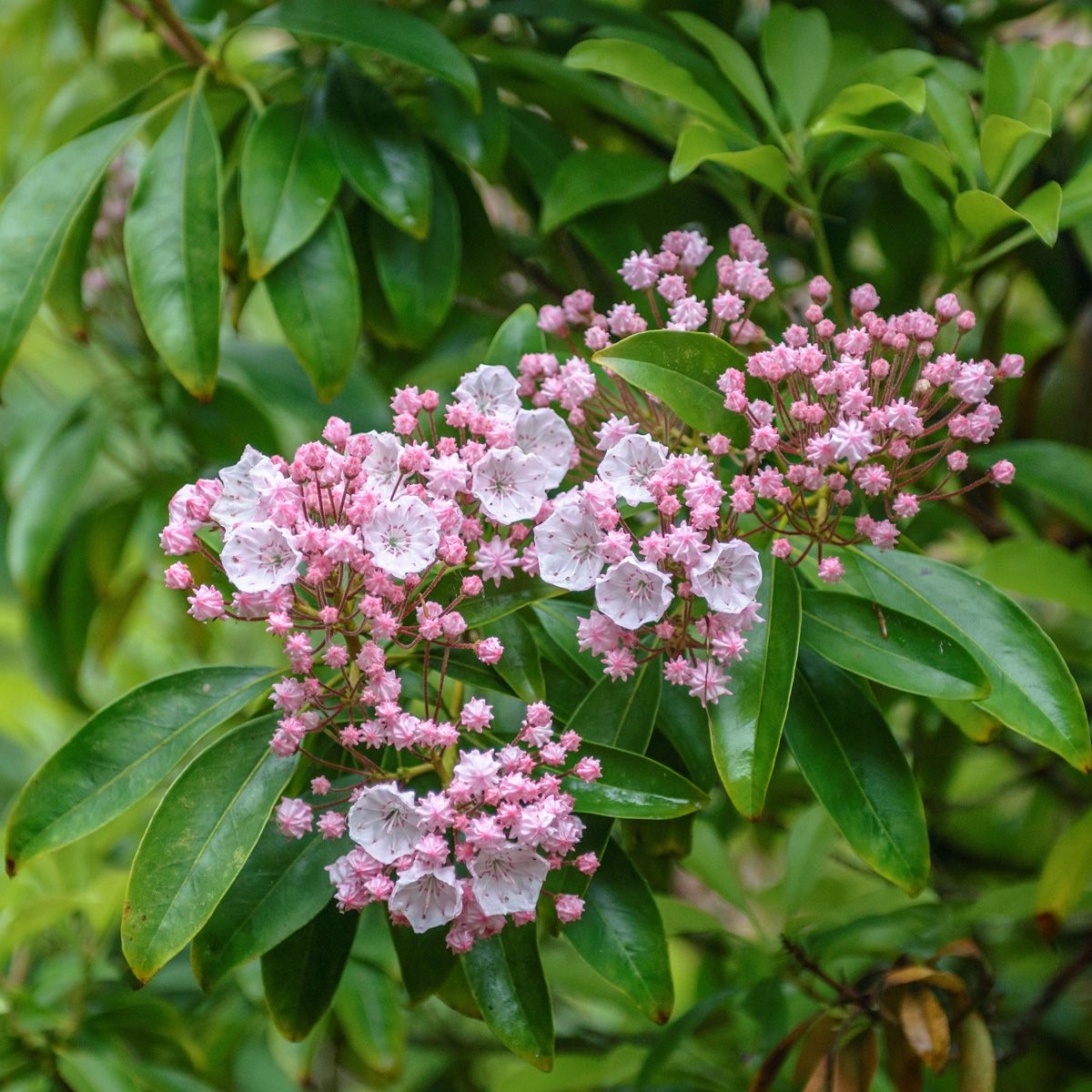 Lorbeerrose