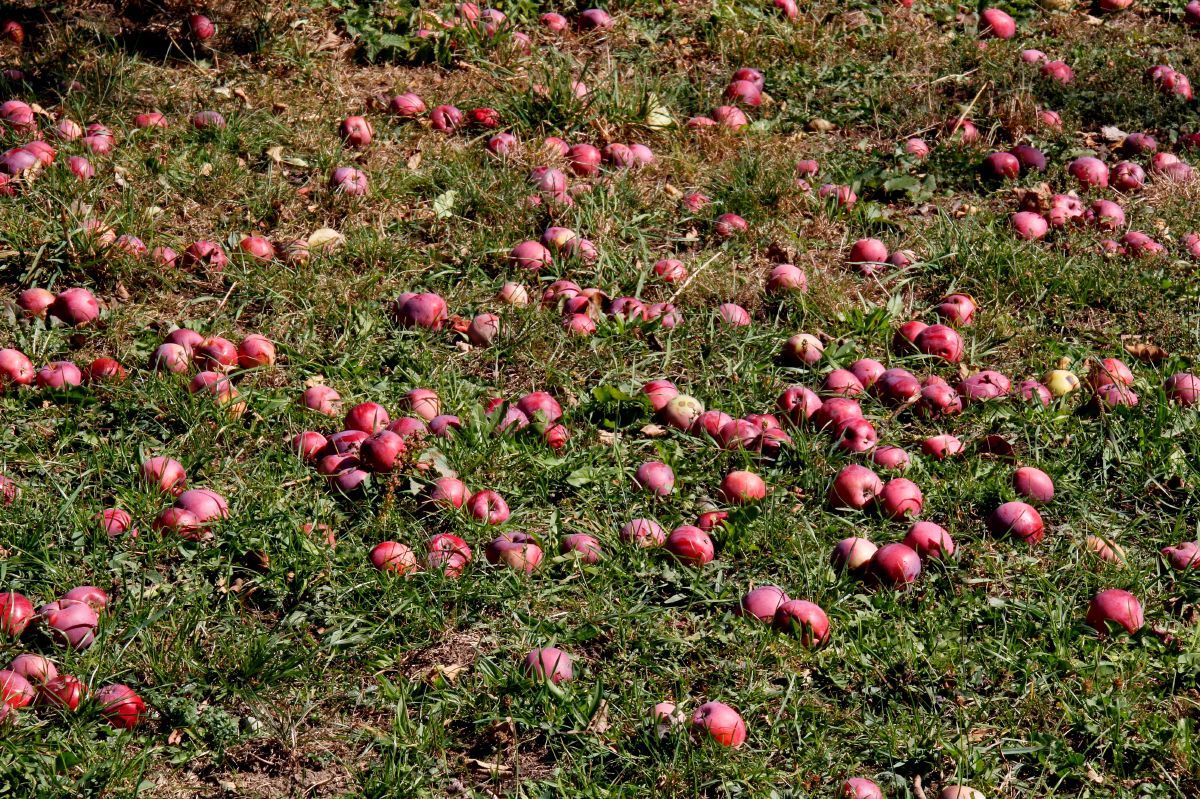 Roter Sauergrauech Apfel