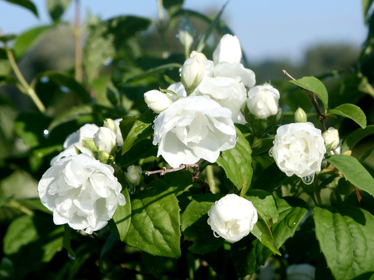 Zimtröschen Virginal Zimtröschen Virginal