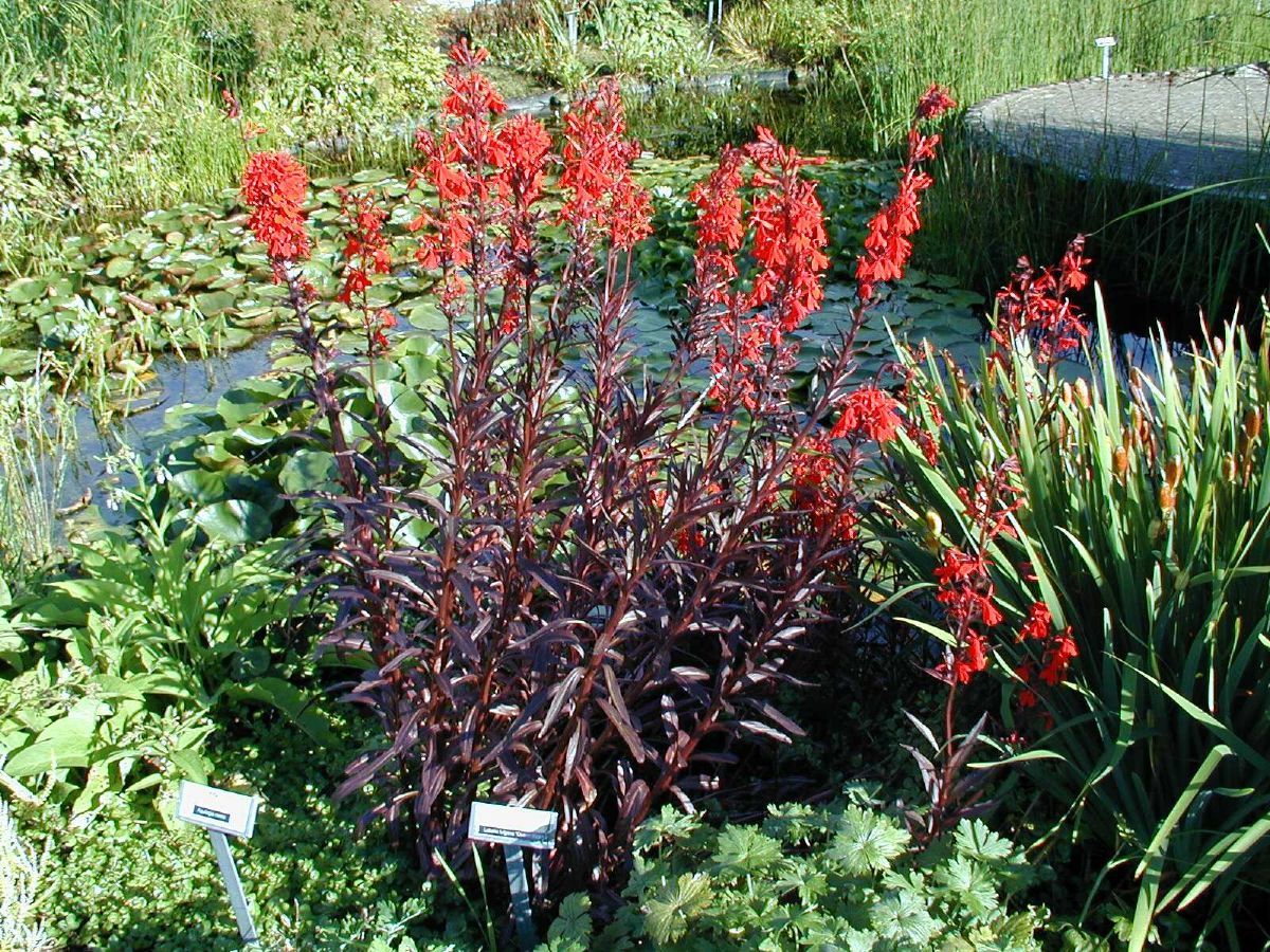 Staudenlobelie Queen Victoria