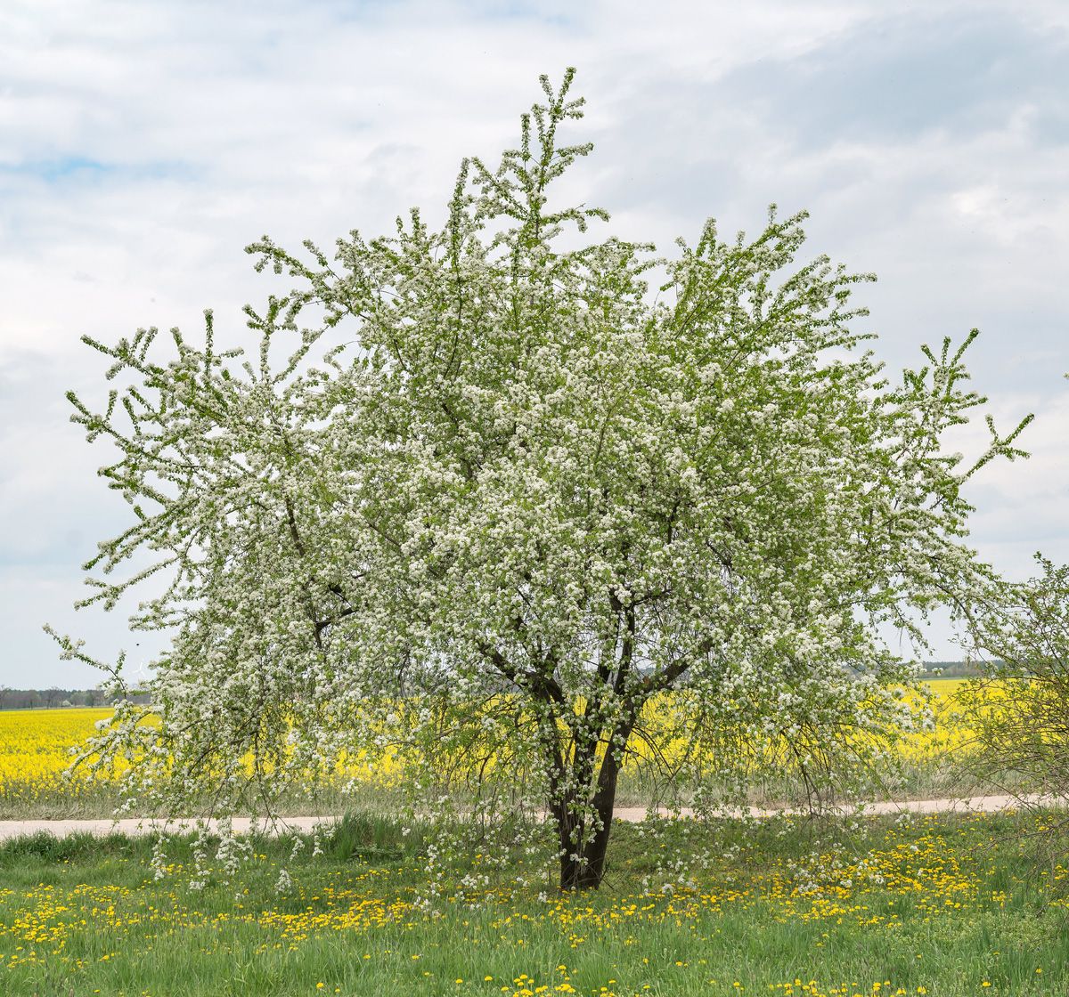 Steinweichsel Steinweichsel
