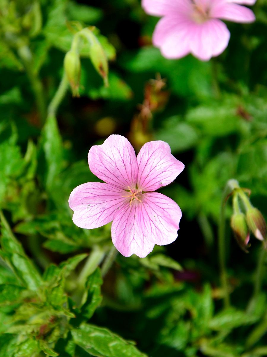 Storchschnabel Rose Clair Storchschnabel Rose Clair