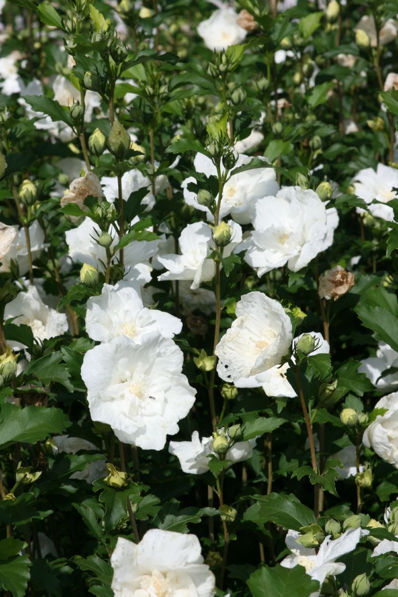 Hibiskus White Chiffon® Hibiskus White Chiffon®