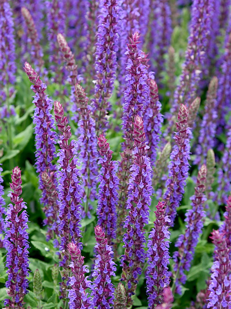Steppensalbei, Sommersalbei Ostfriesland