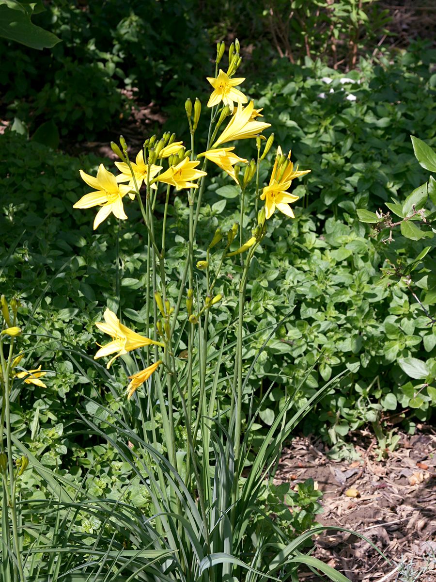 Taglilie