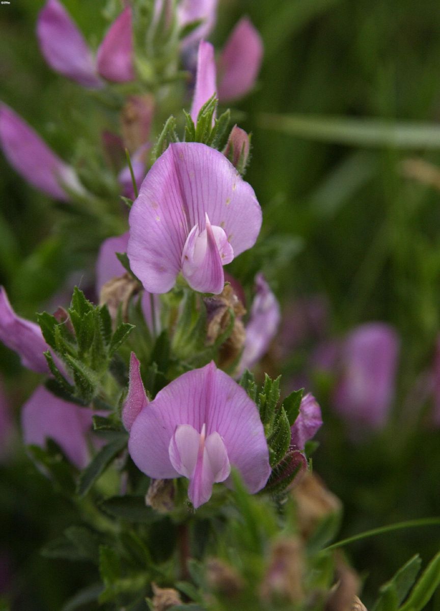 Kriechende Hauhechel Kriechende Hauhechel