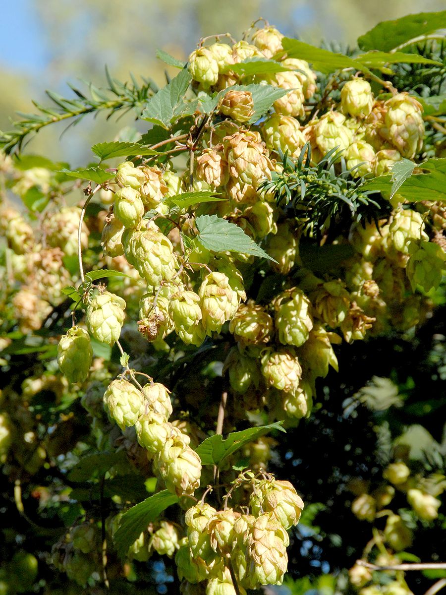 Hopfen
