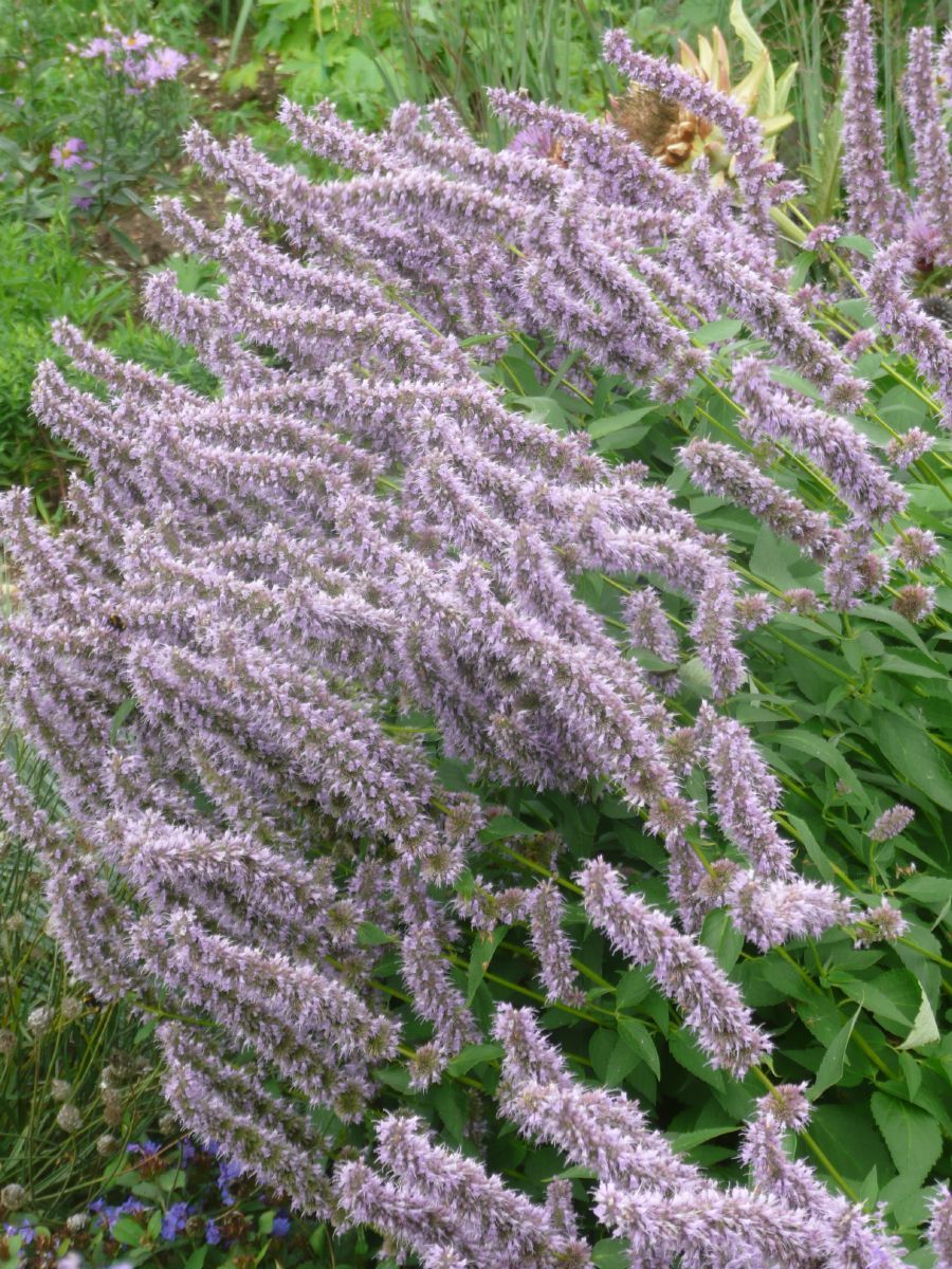 Duftnessel Fortune Duftnessel Fortune