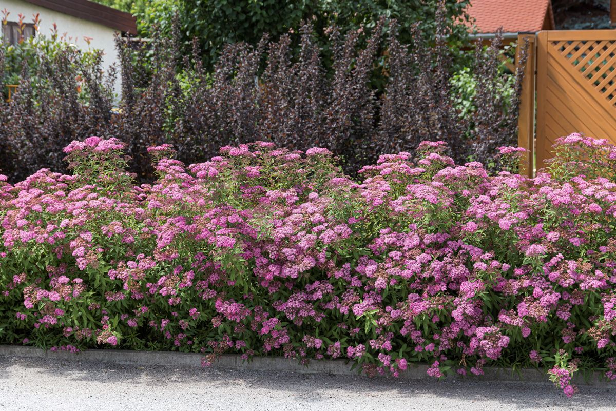 Rote Sommerspiere Anthony Waterer Rote Sommerspiere Anthony Waterer