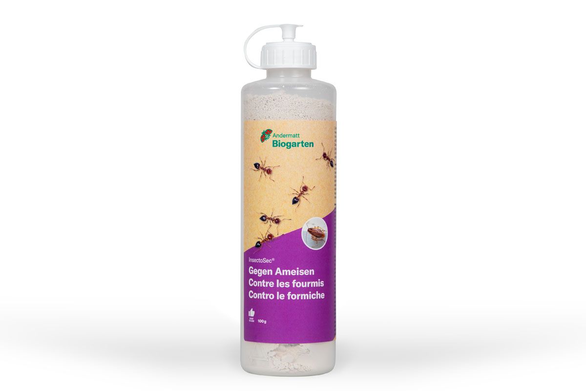 InsectoSec gegen Ameisen