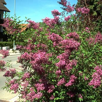 Chinesischer Flieder Saugeana Chinesischer Flieder Saugeana