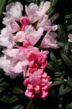 Rhododendron Yaku Angel
