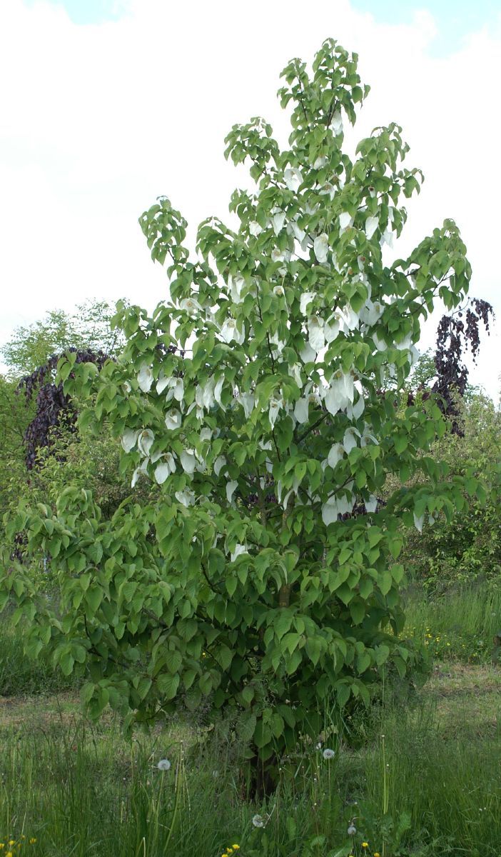 Taschentuchbaum, Taubenbaum Taschentuchbaum, Taubenbaum