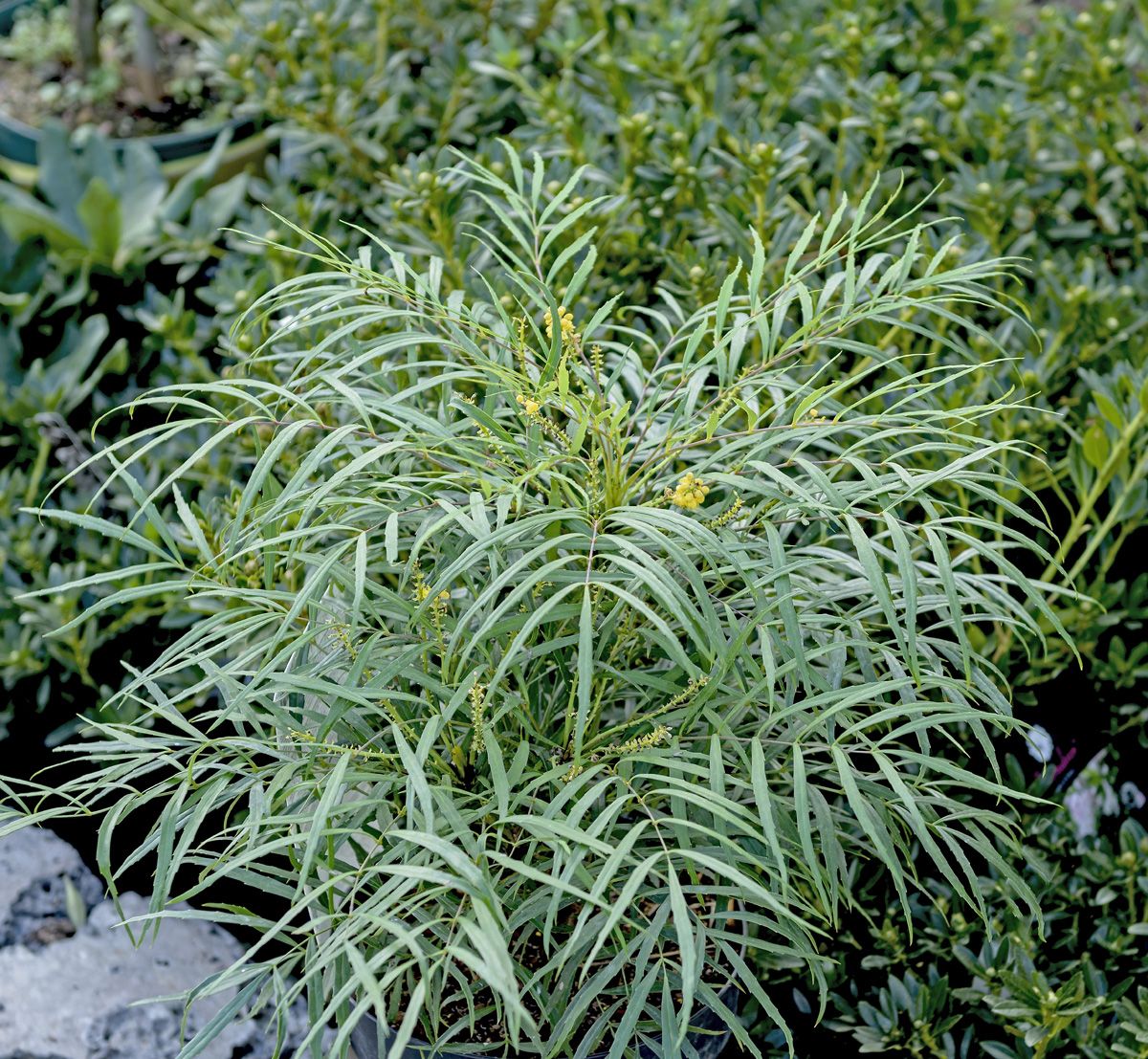 Farnblättrige Mahonie Soft Caress