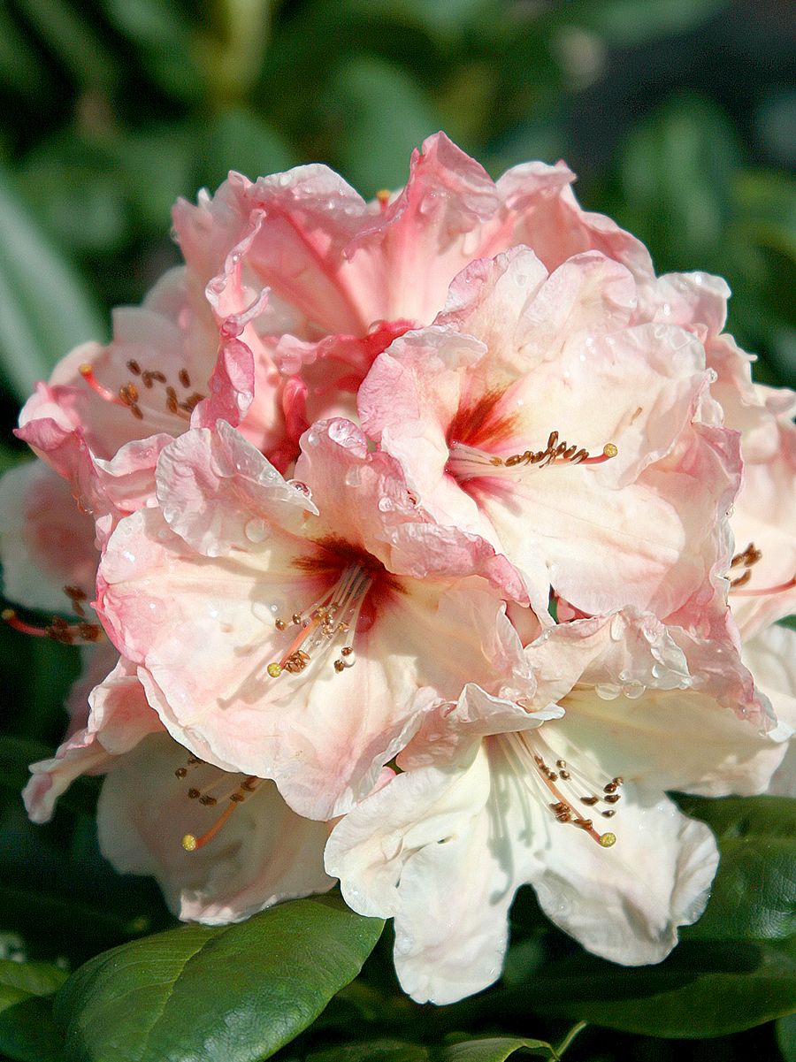 Rhododendron Marrakesch