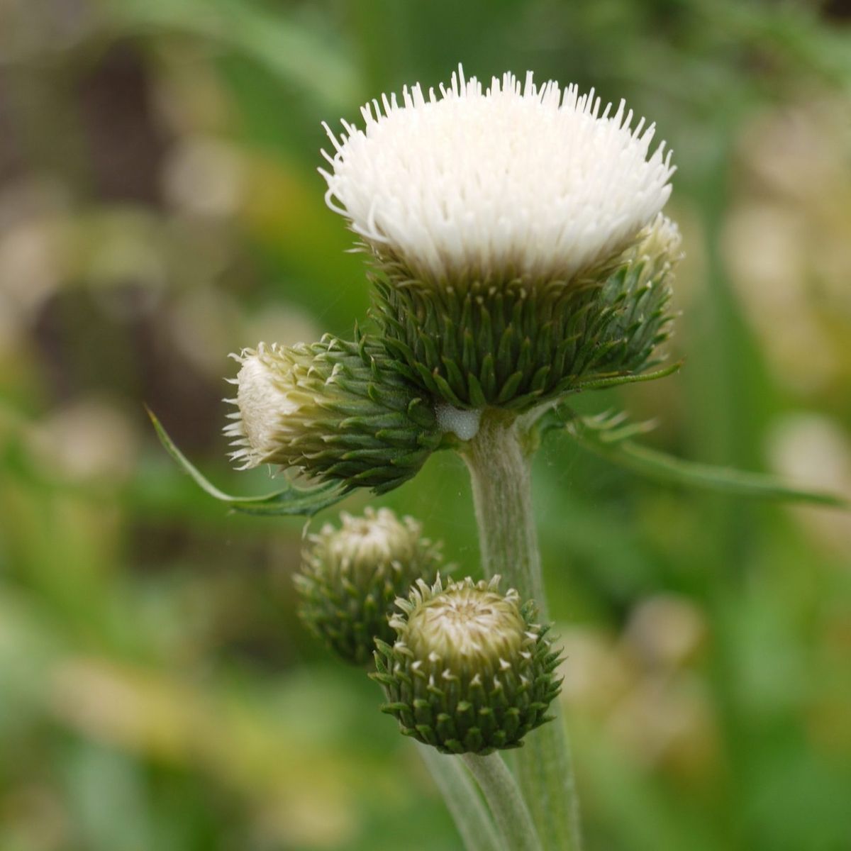 Bach-Kratzdistel Frosted Magic