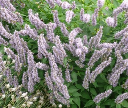 Duftnessel Fortune Duftnessel Fortune