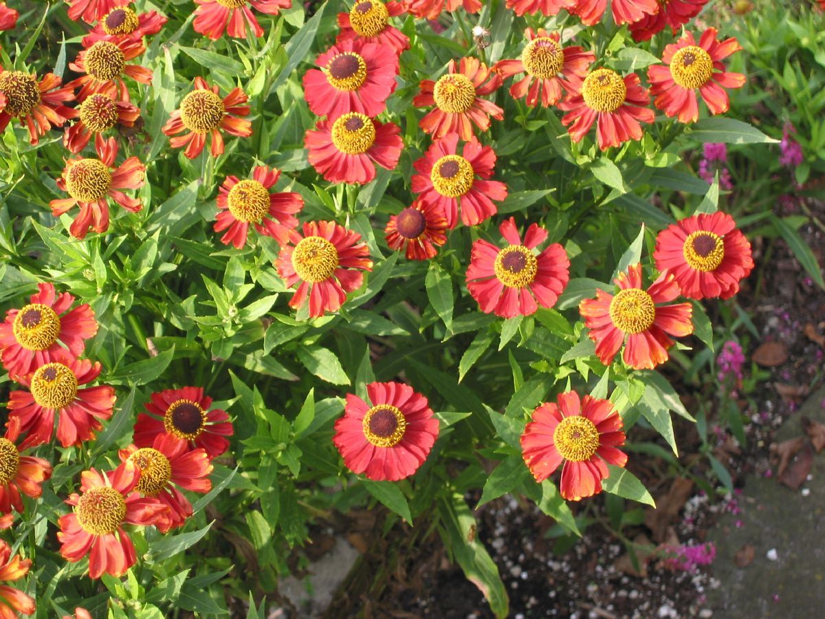 Sonnenbraut Rubinzwerg Sonnenbraut Rubinzwerg