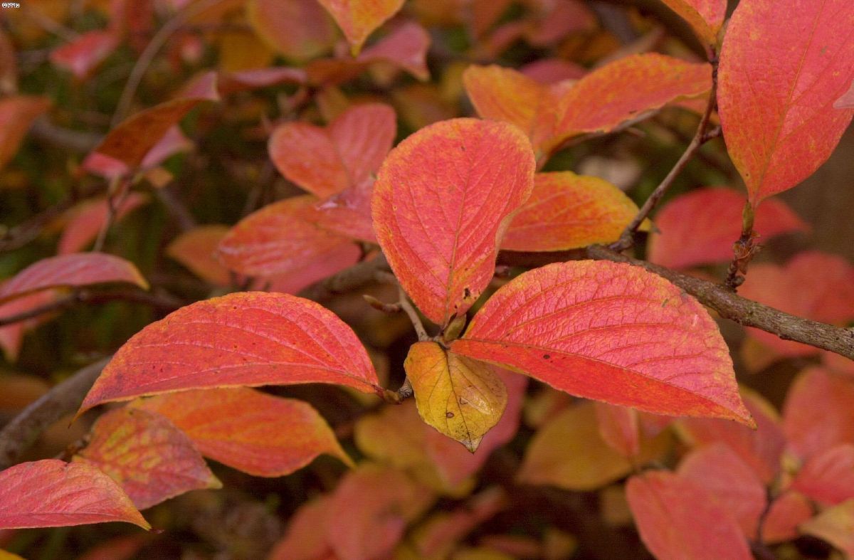 Scheinkamelie Scheinkamelie