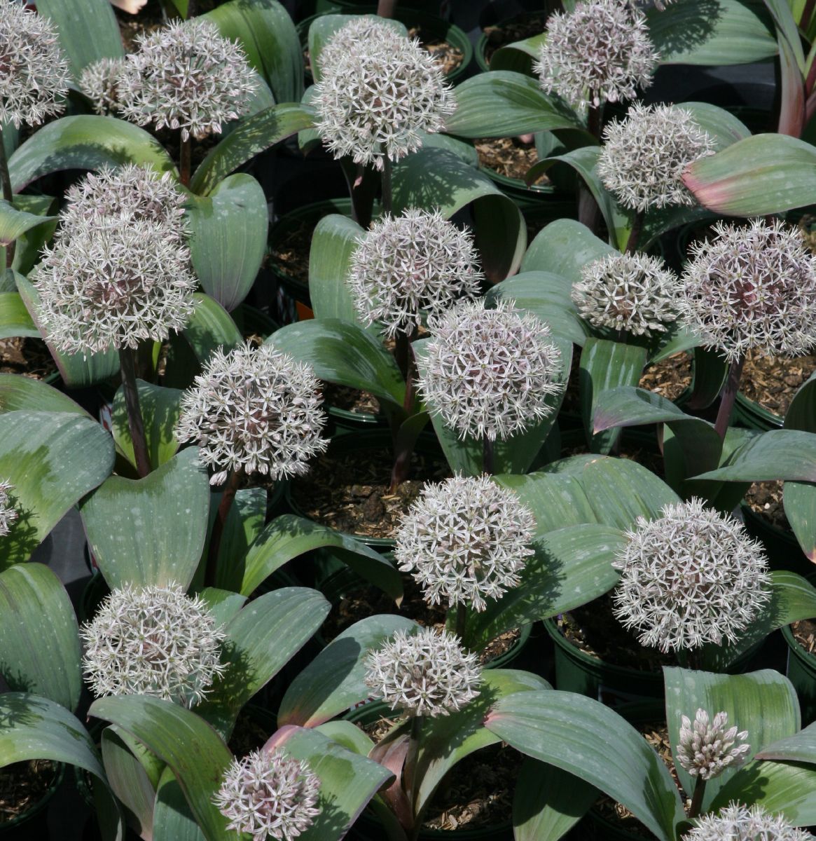 Blauzungenlauch Blauzungenlauch