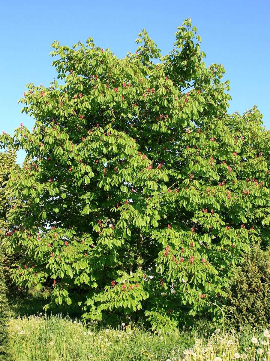 Rote Pavie Atrosanguinea