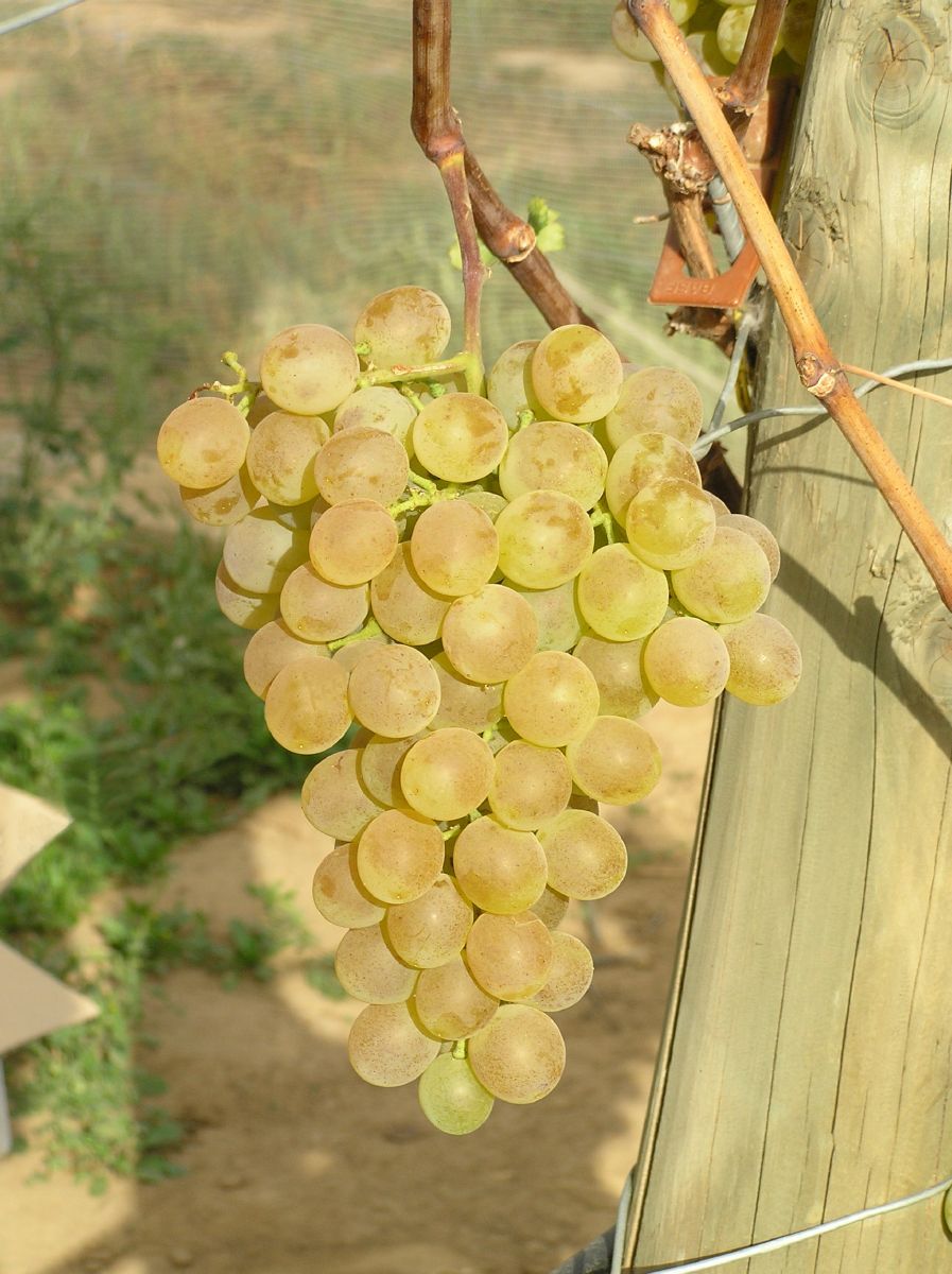 Fanny Hausgartenrebe Fanny Hausgartenrebe