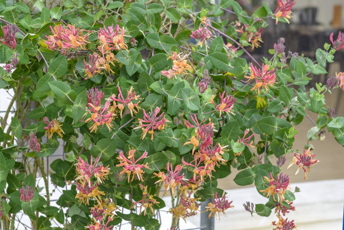 Geissblatt Goldflame Geissblatt Goldflame