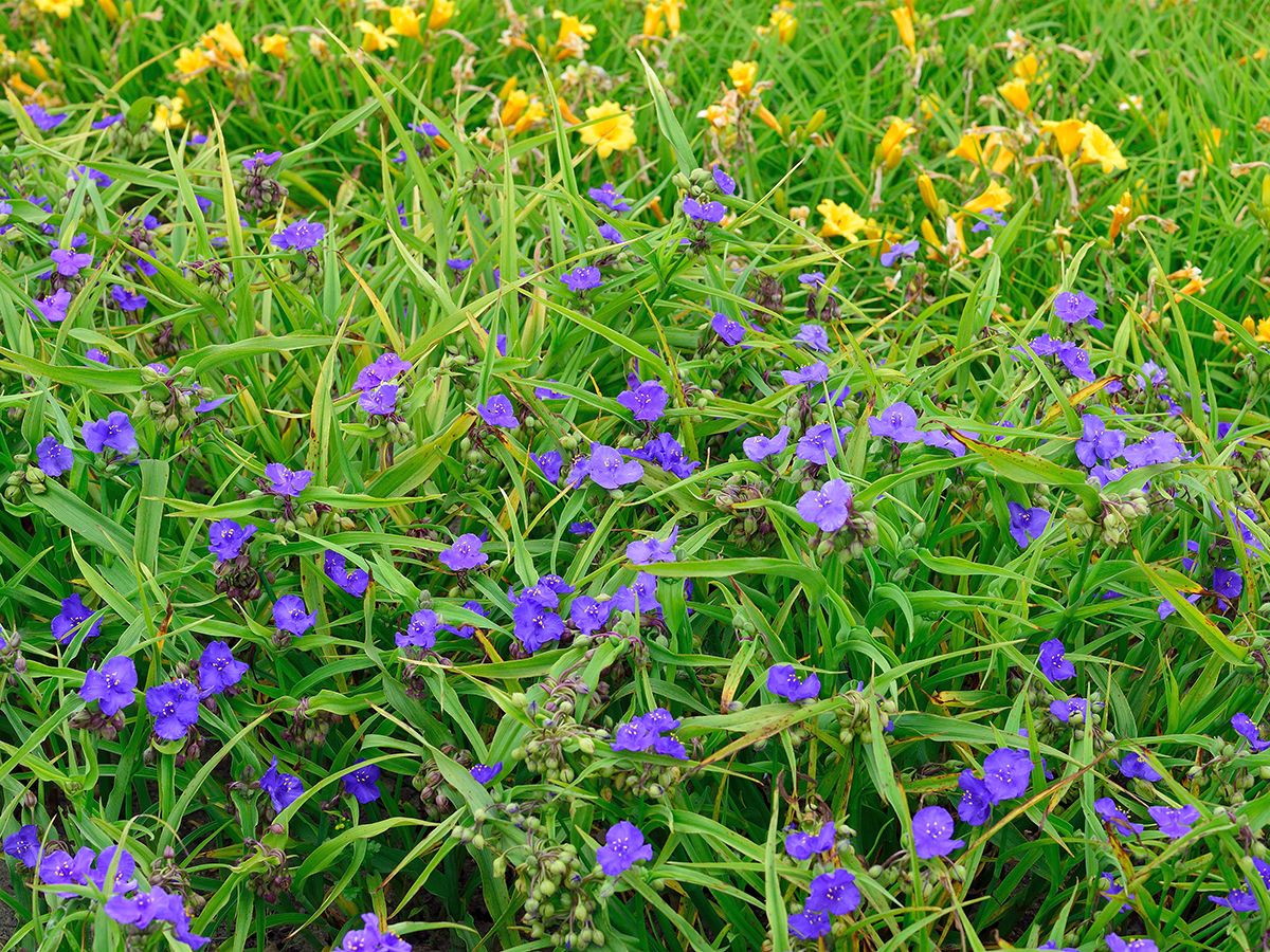 Dreimasterblume Zwanen Blue