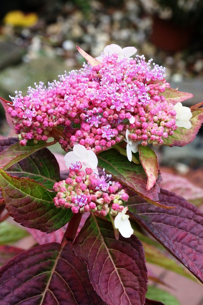 Teehortensie, Tellerhortensie Oamacha