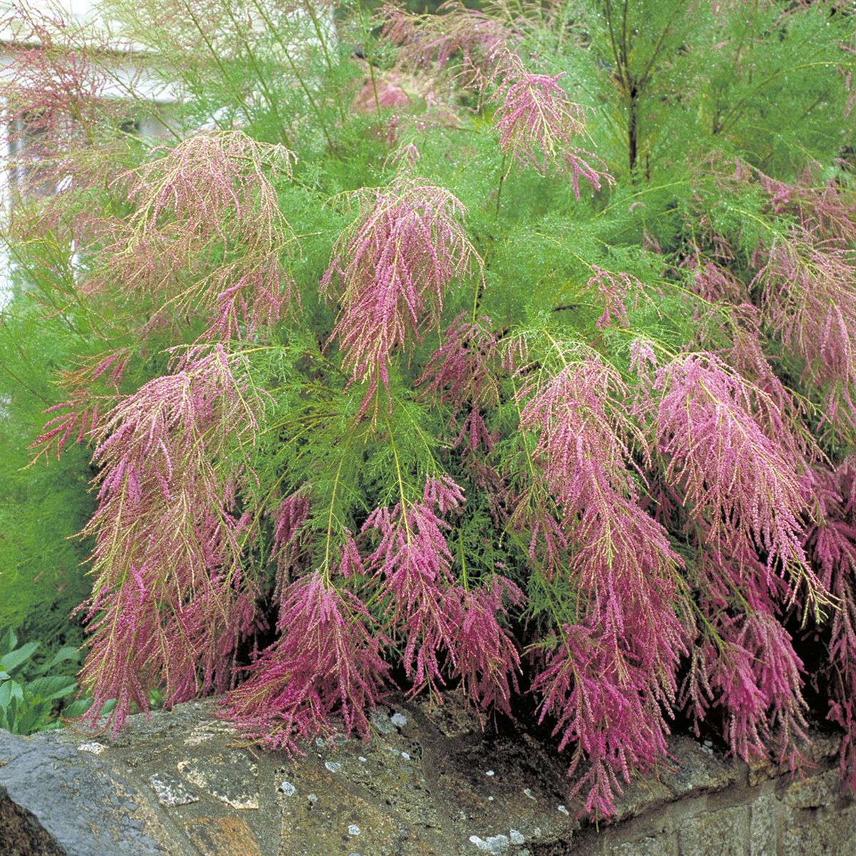 Sommertamariske Pink Cascade