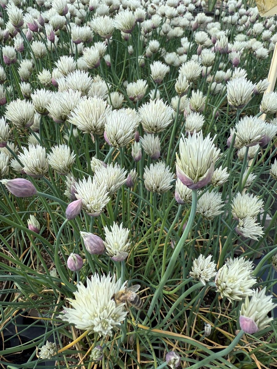 Weisser Schnittlauch Elbe