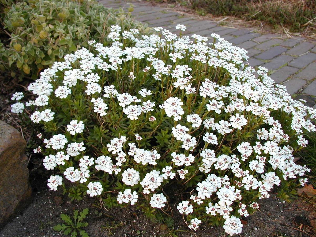Schleifenblume Schneeflocke Schleifenblume Schneeflocke