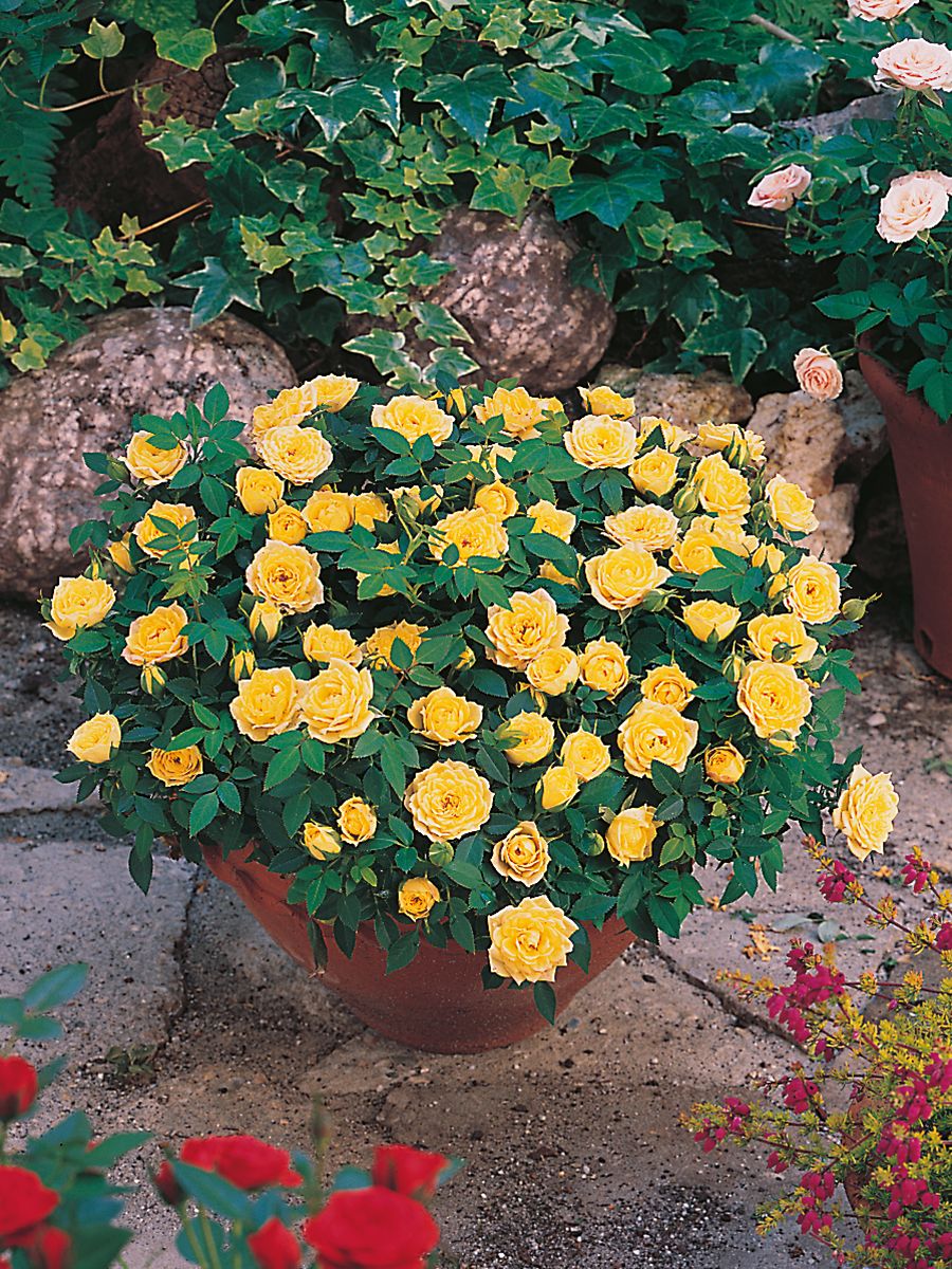 Golden Meillandina® Zwergrose