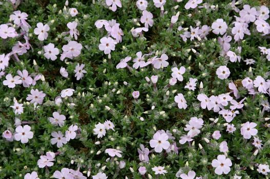 Teppichphlox, Polsterflammenblume Lilac Cloud