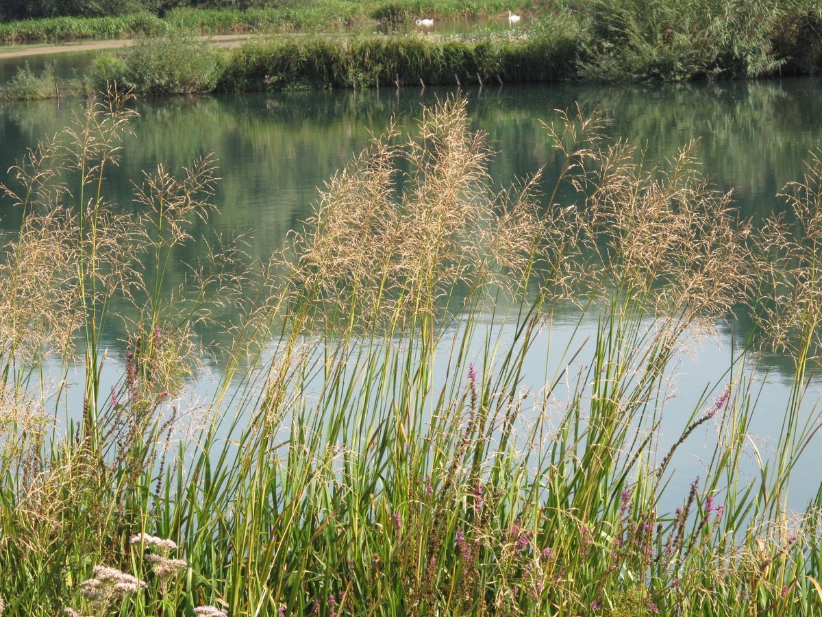 Wasserschwaden