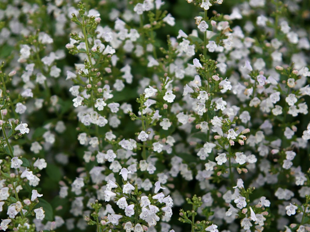 Drüsige Bergminze Drüsige Bergminze