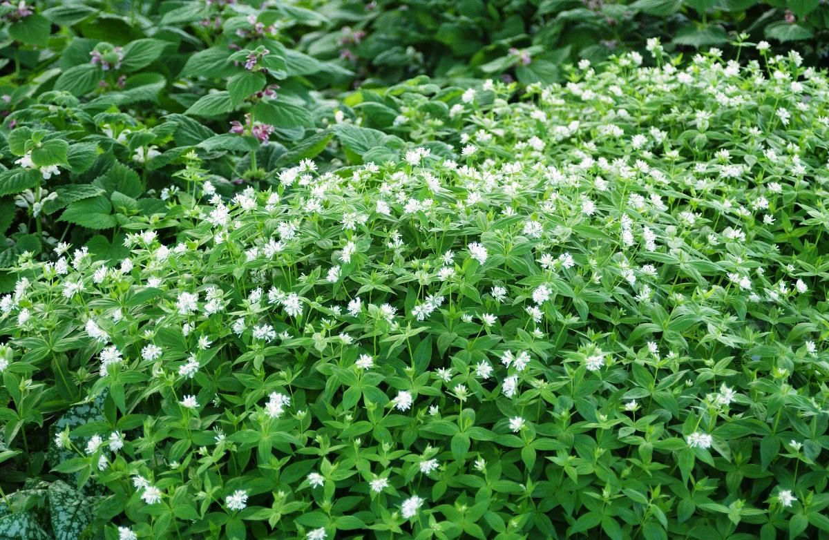 Turiner Waldmeister