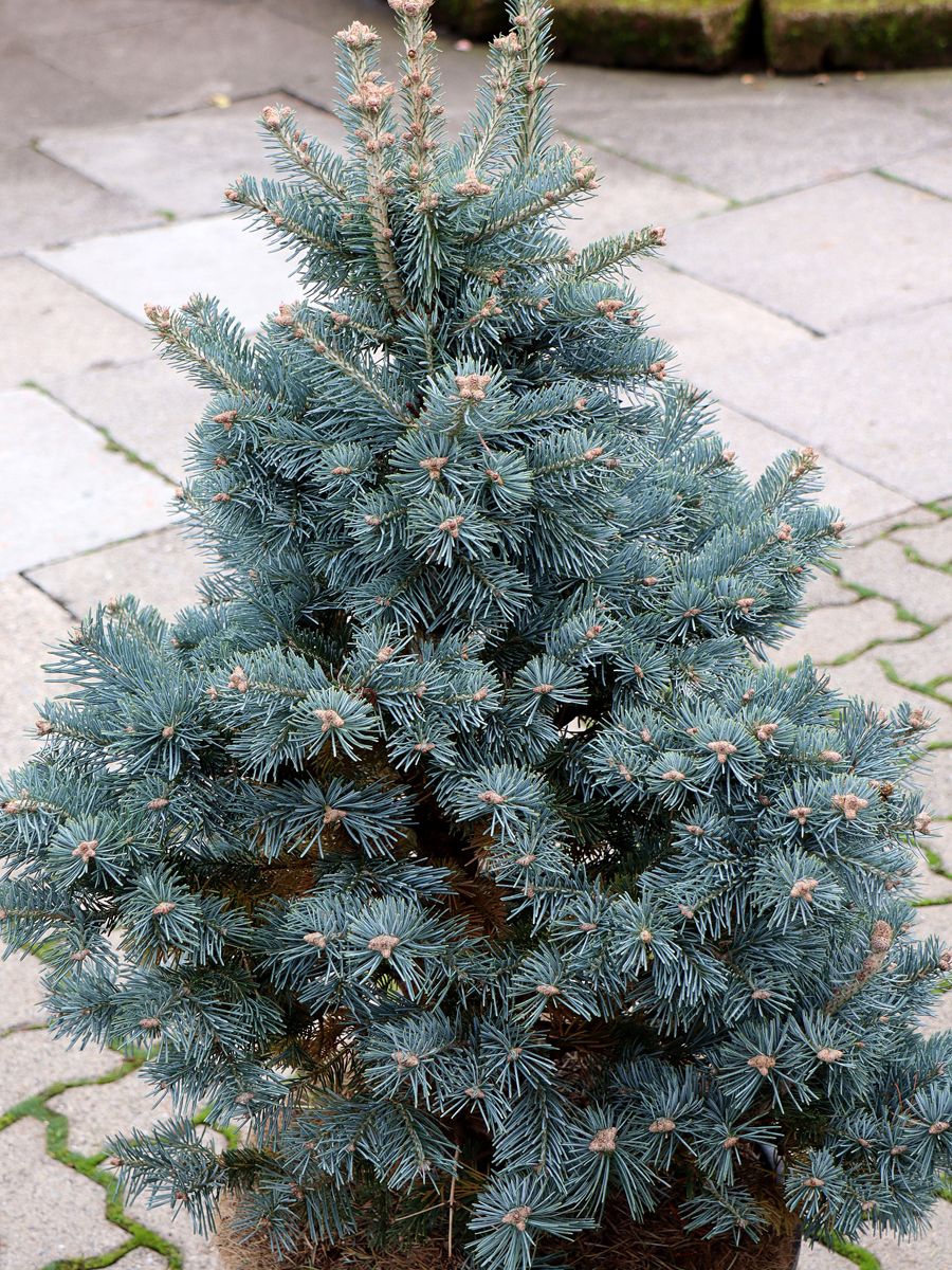 Felsengebirgstanne Compacta Felsengebirgstanne Compacta