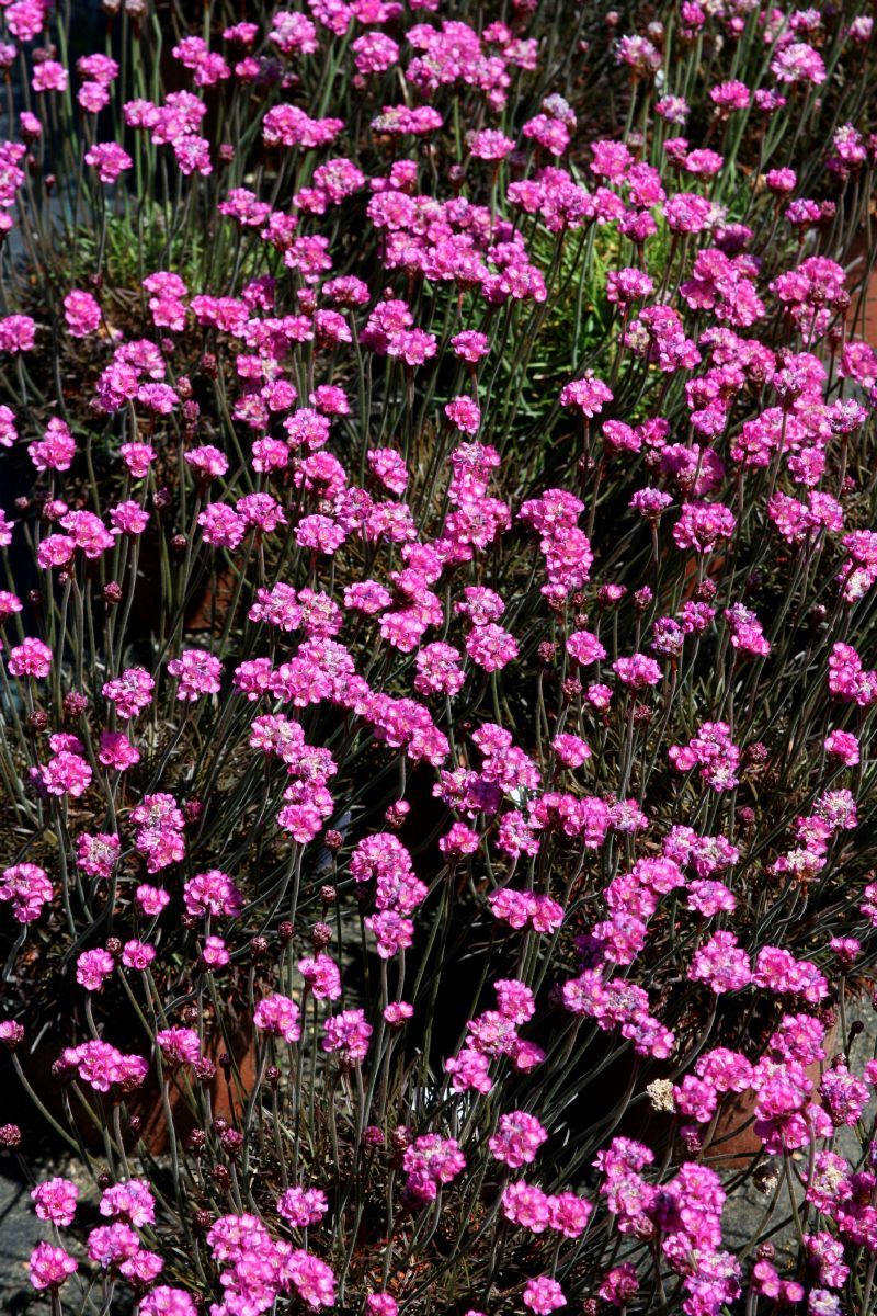Strandgrasnelke Rubrifolia